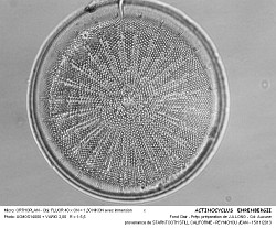 ACTINOCYCLUS__EHRENBERGII -2.jpg