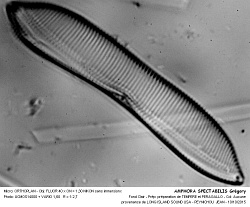 AMPHORA_SPECTABILIS_Gregory - 5.jpg