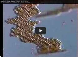 BacillariaPaxillifer.jpg