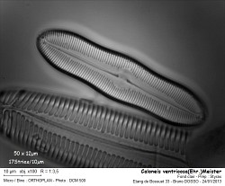 CALONEIS ventricosa (ehr)Meister.jpg