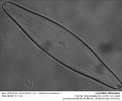 CALONEIS_PERMAGNA.jpg