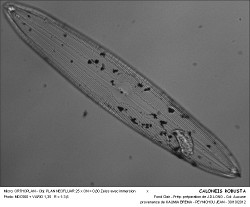 CALONEIS_ROBUSTA.jpg