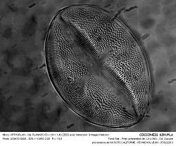 COCCONEIS_DIRUPLA.jpg