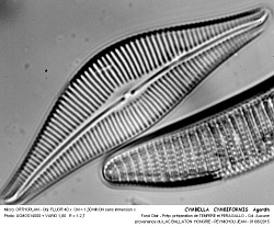 CYMBELLA__CYMBIFORMIS__Agardh - 3.jpg
