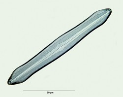 Caloneis-silicula-peisonis.jpg