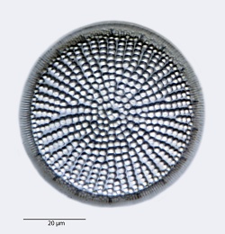Coscinodiscus-diversus.jpg