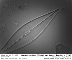 Craticula_cuspidata_D.G. Mann ex Round.jpg