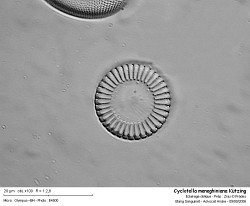 Cyclotella_meneghiniana_Kutzing.jpg