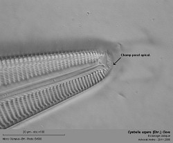 Cymbella_aspera_Eh pore.jpg