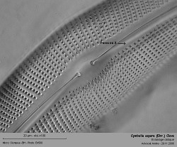 Cymbella_aspera_poresx.jpg