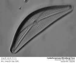 Cymbella_mexicana_Ehrenberg_1.jpg