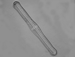 DSCN4103 pinnu.hartleyana_filtered.jpg