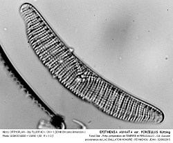 EPITHEMIA_ADNATA_var_PORCELLUS_Kutzing- 8.jpg