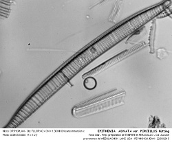 EPITHEMIA__ADNATA_var_PORCELLUS_Kutzing _ 7.jpg