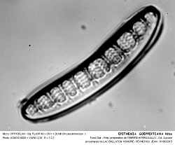 EPITHEMIA__GOEPPERTIANA_Hilse - 4.jpg