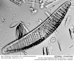 EPITHEMIA__HYNDMANNII - 3.jpg