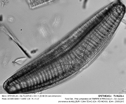 EPITHEMIA__TURGIDA - 5.jpg