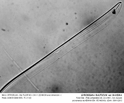 GYROSIGMA_BALTICUM_varMAXIMA.jpg