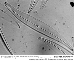 GYROSIGMA__ACUMINATUM - 2.jpg