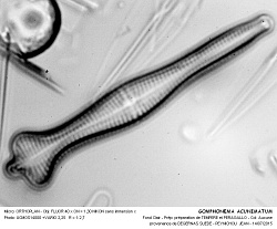 Gomphen_01.jpg