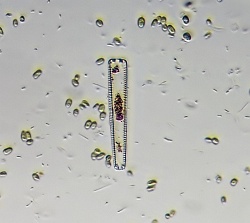 Gomphenoma4.jpg
