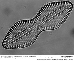 NAVICULA_CRABO- 3.jpg