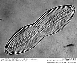 NAVICULA_CRABRO - 2.jpg