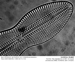 NAVICULA_CRABRO - 3.jpg