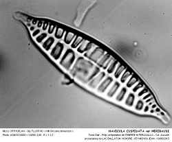 NAVICULA_CUSPIDATA_varHERIBAUDI.jpg