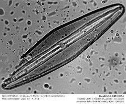 NAVICULA_DEFINITA - 2.jpg