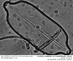 NAVICULA_HUMEROSA_varKAMORTHENSIS_GRUND.jpg