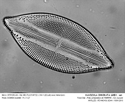 NAVICULA_IRRORATA_GREV_var.jpg
