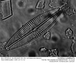 NAVICULA_LANCEOLATA.jpg