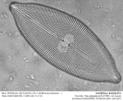 NAVICULA_MACULATA - 5.jpg