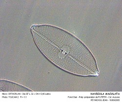 NAVICULA_MACULATA.jpg