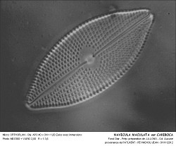 NAVICULA_MACULATA_verCARIBOCA.jpg