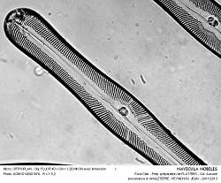 NAVICULA_NOBILIS - 2.jpg
