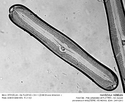 NAVICULA_NOBILIS.jpg