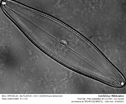 NAVICULA_PERMAGNA.jpg