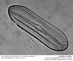NAVICULA_PLACIDA - 2.jpg