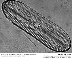 NAVICULA_PLACIDA - 3.jpg