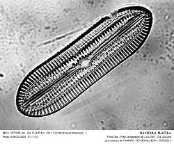 NAVICULA_PLACIDA.jpg