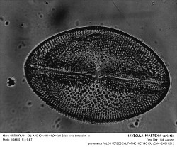 NAVICULA_PRAETEXA_varietes%20-%203.jpg