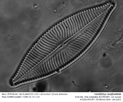 NAVICULA_SALINARUM.jpg