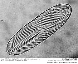 NAVICULA_SMITHII3.jpg
