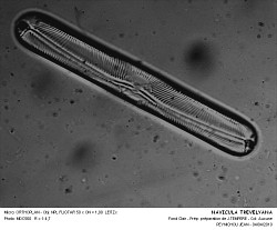NAVICULA_TREVELYANA.jpg