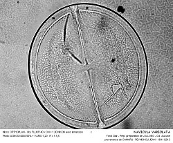 NAVICULA_VARIOLATA - 2.jpg