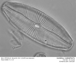 NAVICULA_VARIOSTRIATA.jpg