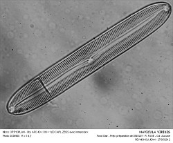 NAVICULA_VIRIDIS.jpg