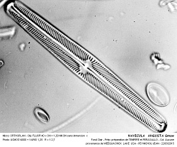 NAVICULA__ANGUSTA_Grnow - 2.jpg